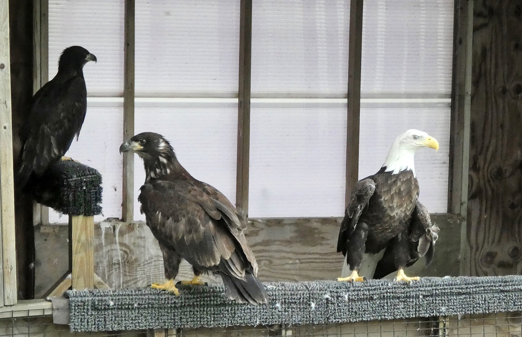 190721_EAGLE03